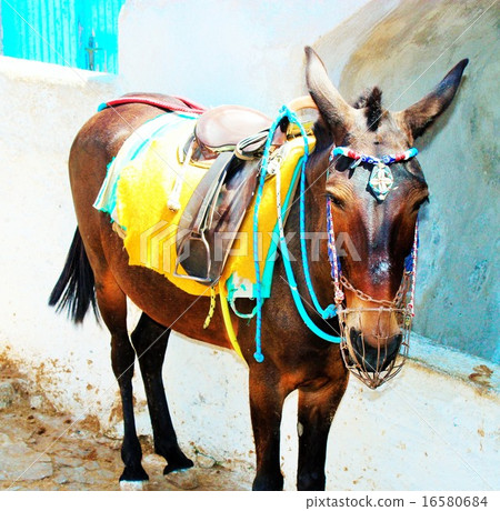 聖托里尼驢 聖托里尼驢 16580684