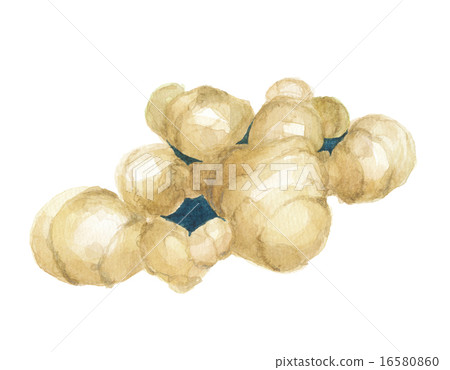 地面餃子gingkotachi姜 16580860