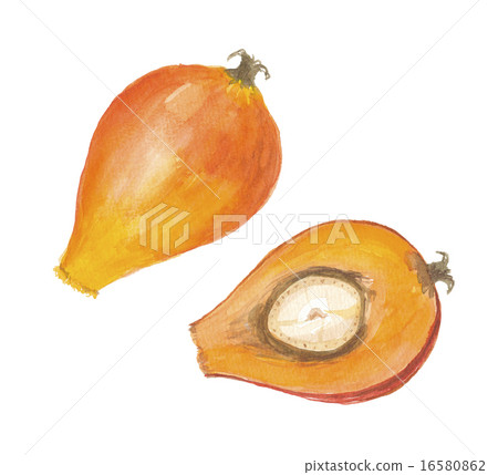 Fruit of oil palm Fruit of oil palm 16580862