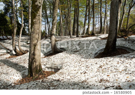 Beech forest in early spring 16580905