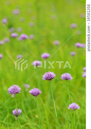 Asatsuki的花 Asatsuki的花 16581208