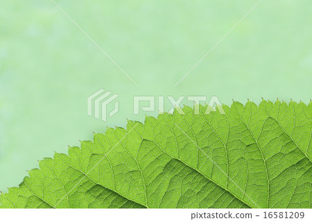 Udo的葉子特寫鏡頭 16581209