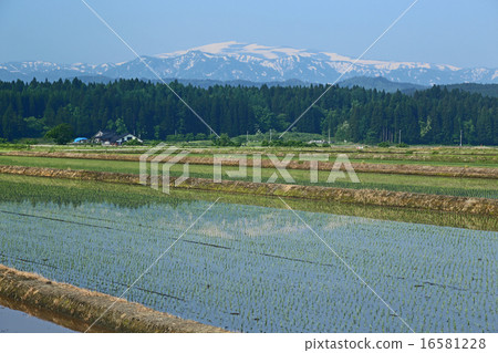 Rice field just after rice planting Rice field just after rice planting 16581228