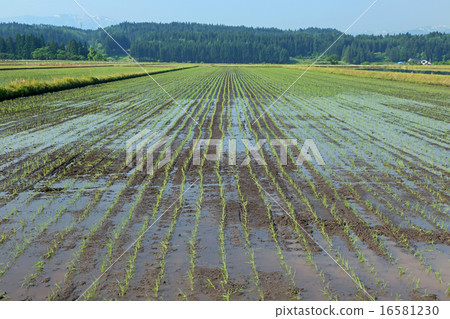 水稻種植後的稻田 水稻種植後的稻田 16581230