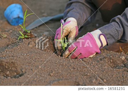 Planting of Kushin Sai Planting of Kushin Sai 16581231