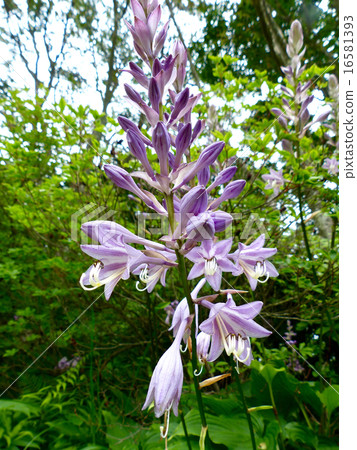 神崎giboshi 16581393