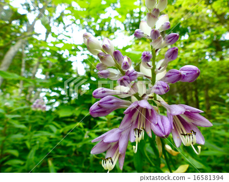 神崎giboshi 16581394