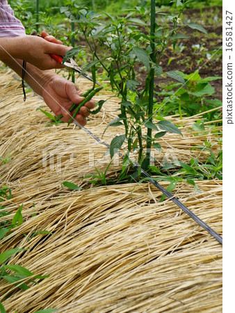 Haru Nanban Harvest Haru Nanban Harvest 16581427