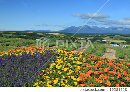 Hokkaido Flower Land Hokkaido Flower Land 16581528