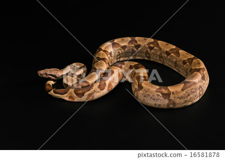 Boa constrictors isolated on black background Boa constrictors isolated on black background 16581878