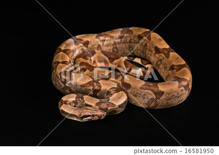 Boa constrictors  isolated on black background 16581950