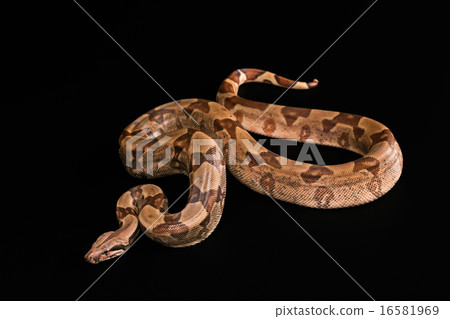 Boa constrictors  isolated on black background 16581969