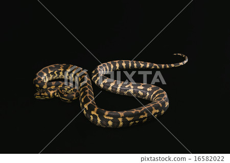 The male morelia spilota harrisoni python on black background 16582022