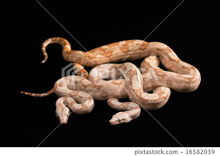 Trimeresurus puniceus Trimeresurus puniceus 16582039
