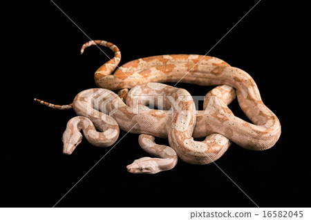 Trimeresurus puniceus Trimeresurus puniceus 16582045