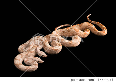 Trimeresurus puniceus Trimeresurus puniceus 16582051