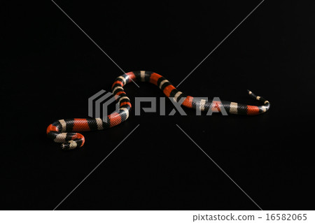Pueblan milk snake  16582065