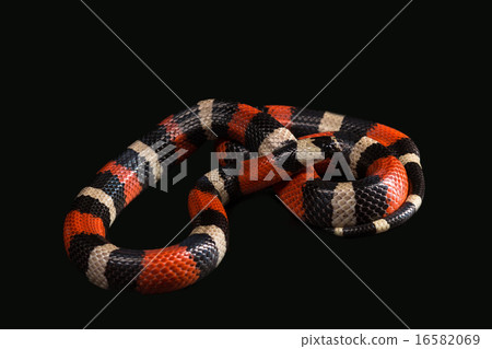Pueblan milk snake  16582069