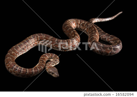 Hispaniolan boa, Chilabothrus or epicrates striatus 16582094