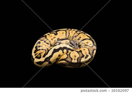 Female Ball Python. Firefly Morph or Mutation 16582097