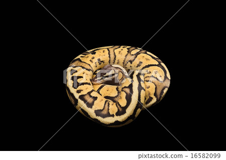 Female Ball Python. Firefly Morph or Mutation 16582099