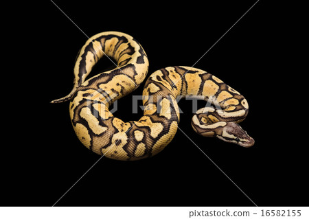 Female Ball Python. Firefly Morph or Mutation Female Ball Python. Firefly Morph or Mutation 16582155