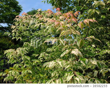 負楓樹火烈鳥 16582233