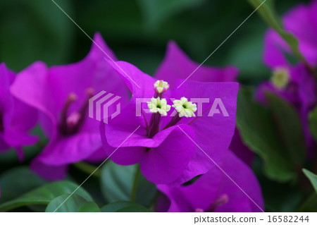 The bougainvillea Japanese name is Raku - zu The bougainvillea Japanese name is Raku - zu 16582244