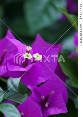The bougainvillea Japanese name is Raku - zu The bougainvillea Japanese name is Raku - zu 16582245