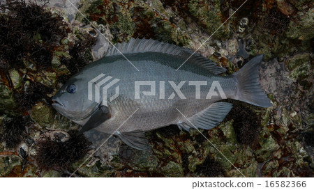 45 cm Medina 45 cm Medina 16582366