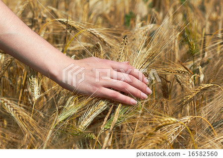 wheat field wheat field 16582560