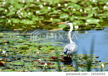 灰鷺 灰鷺 16584505