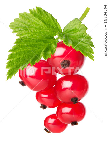 Red currant with leaves Red currant with leaves 16584564