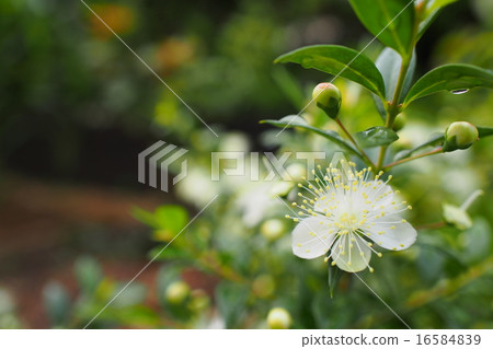 Silver plum flower 16584839