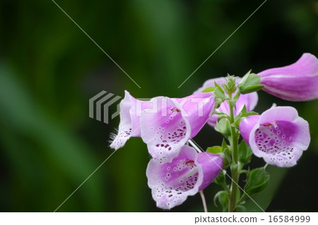 Digitalis 16584999