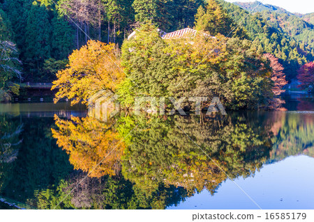 Autumn leaves of Kamakoko Autumn leaves of Kamakoko 16585179