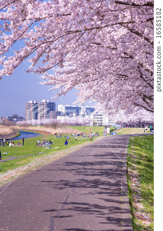 在Yanasegawa河的銀行的櫻花樹 16585182