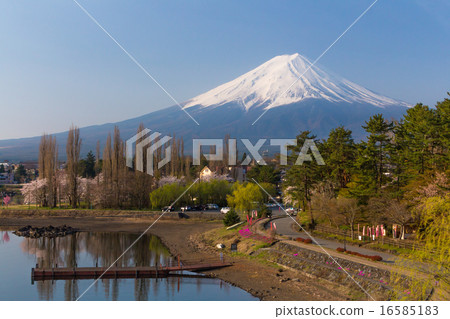 在河口湖的銀行和白楊樹行的富士山 16585183