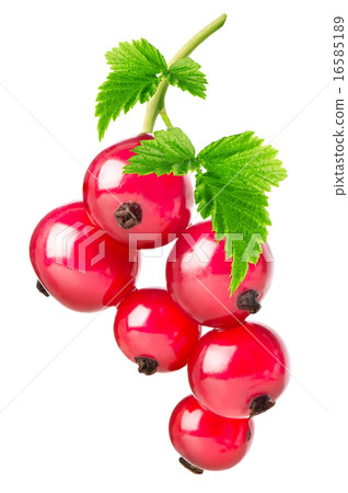 Red currant Red currant 16585189