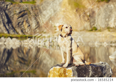 Dog in waiting 16585214