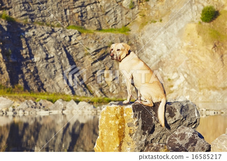 Dog in waiting 16585217