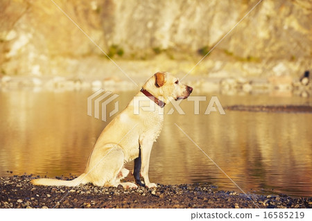 Dog in waiting 16585219