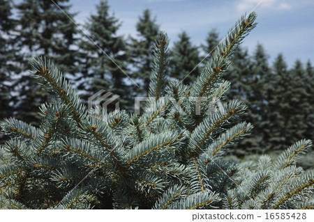 Colorado Spruce Colorado Spruce 16585428