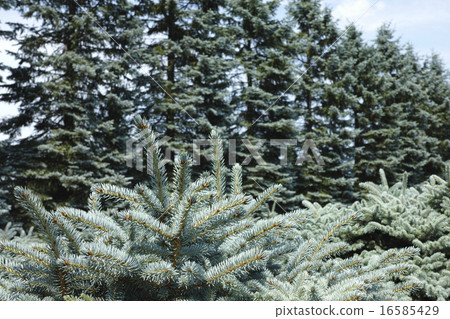 Colorado Spruce 16585429