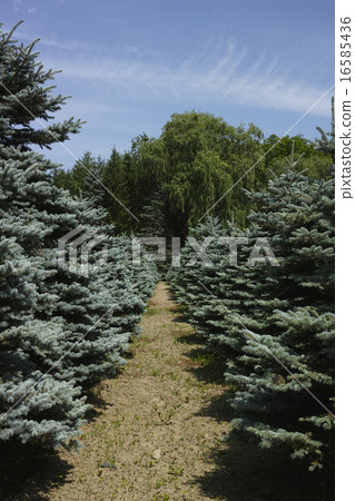 Colorado Spruce Colorado Spruce 16585436