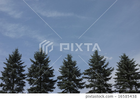 Colorado Spruce 16585438