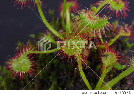 Insectivorous plants Insectivora leaves of Mosengoke (hairy leaf) 16585578