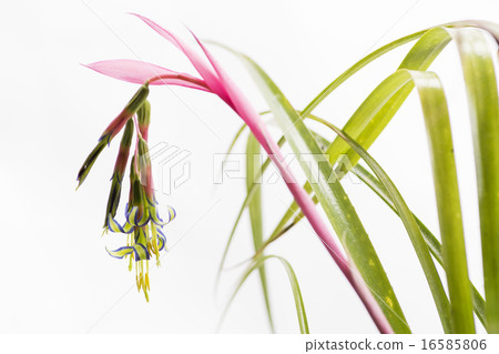 Young lady Ananas flower Young lady Ananas flower 16585806