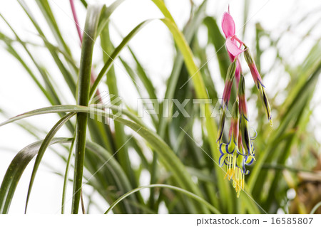 Young lady Ananas flower 16585807