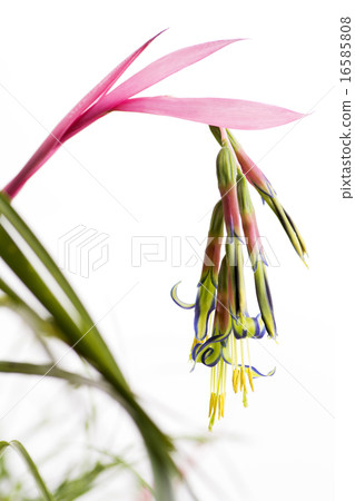 小姐鳳梨花 16585808